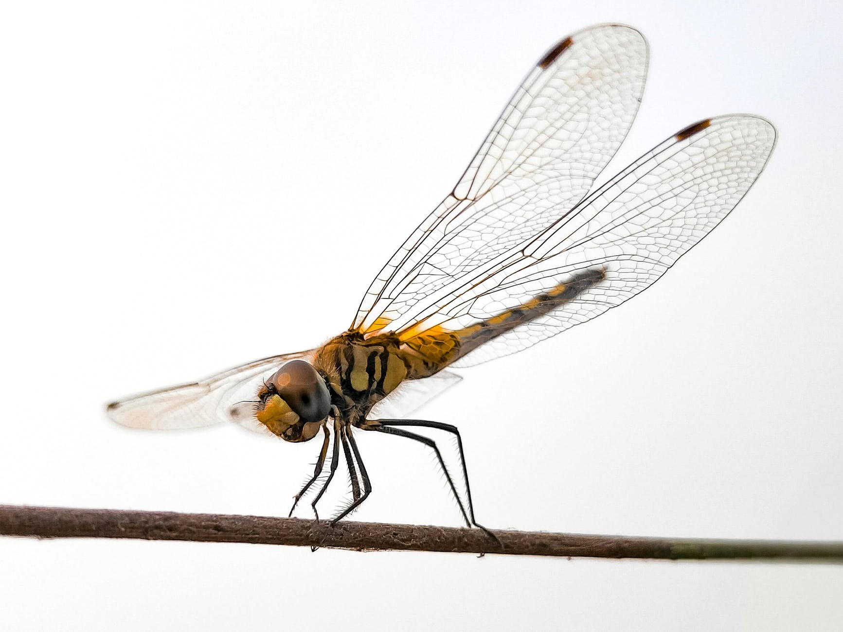 yellow and black dragonfly on brown stick